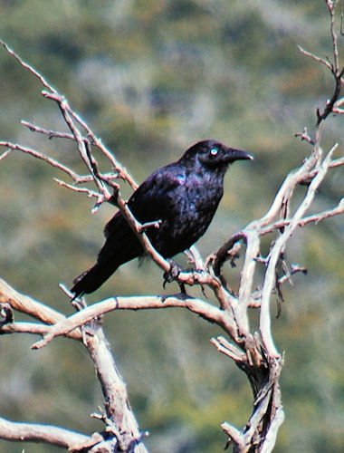 Raven