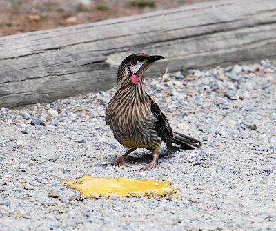 Red Wattlebird