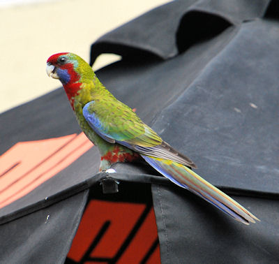 juvenile Crimson Rosella