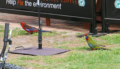 Crimson Rosella parent and child