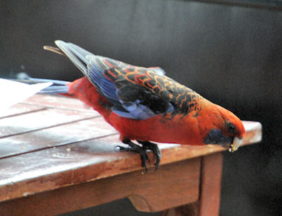 adult Crimson Rosella