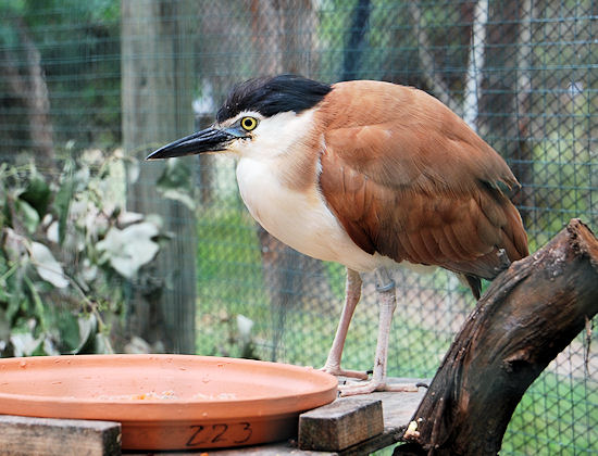 Rufous Night Heron