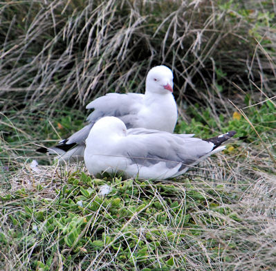 Silver Gull couple at nest