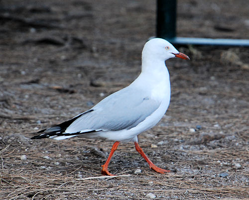 Silver Gull