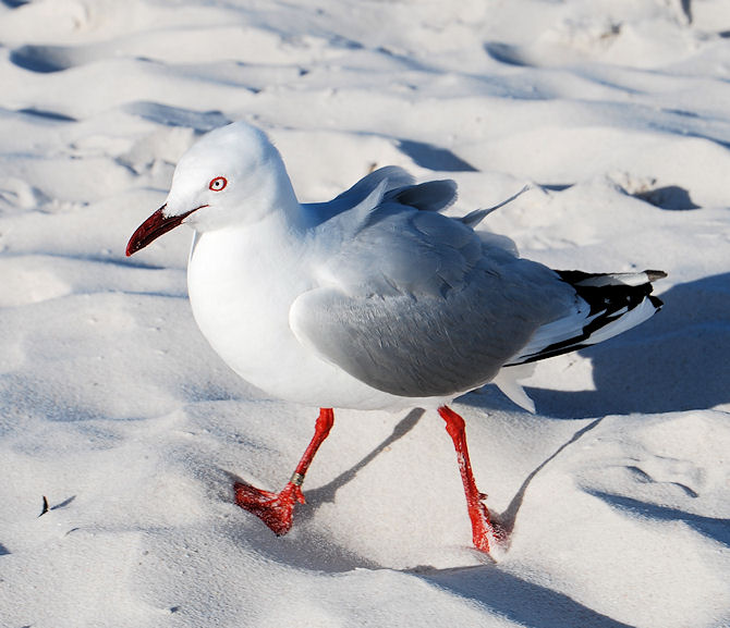 Silver Gull