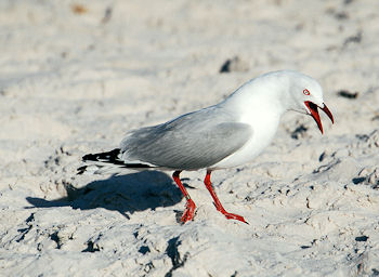 Silver Gull threatening