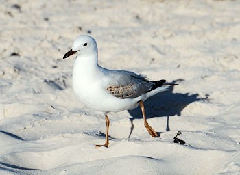 juvenile Silver Gull