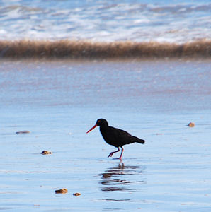 Sooty Oystercatcher