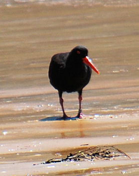 Sooty Oystercatcher