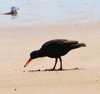 Sooty Oystercatcher