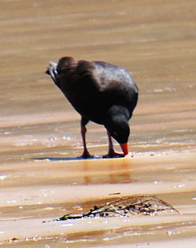 Sooty Oystercatcher