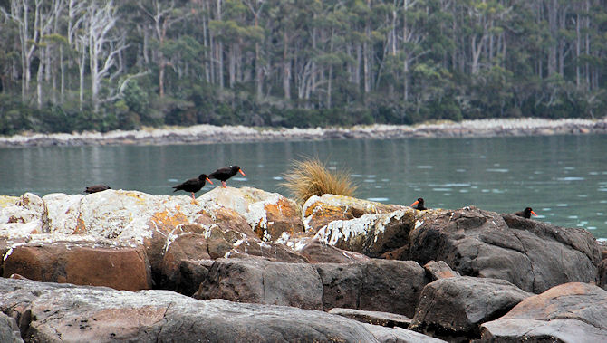 family of Sooty Oystercatchers