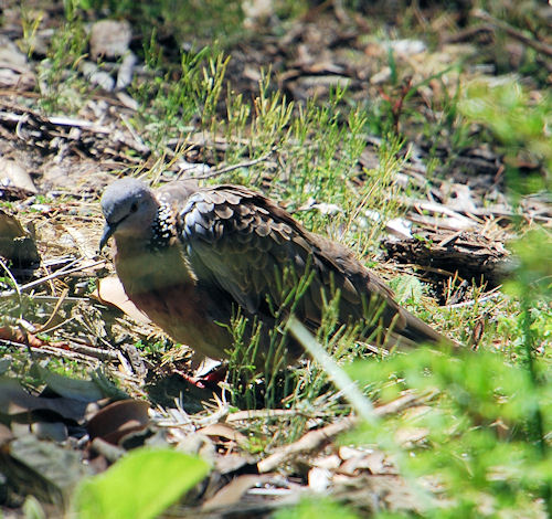 Spotted Turtle Dove