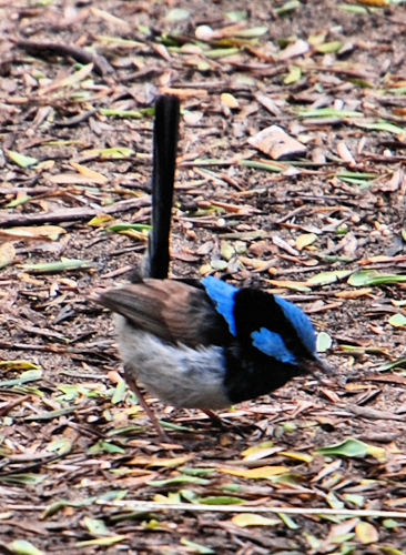 Superb Blue Wren