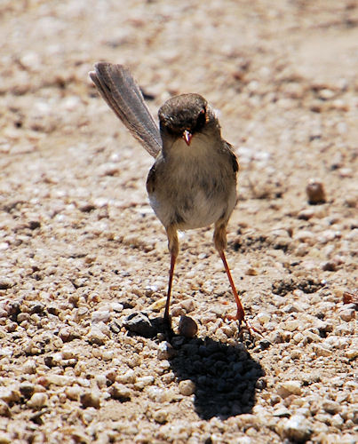 Superb Blue Wren