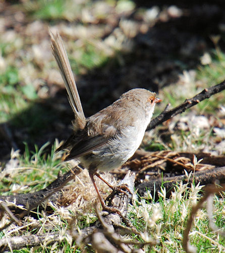 Superb Blue Wren