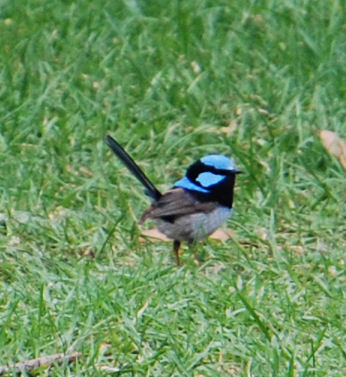 Superb Blue Wren