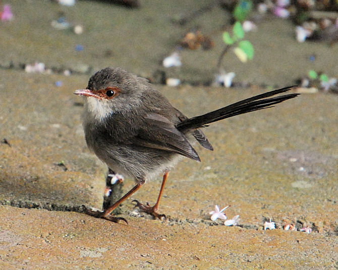 Superb Blue Wren chick