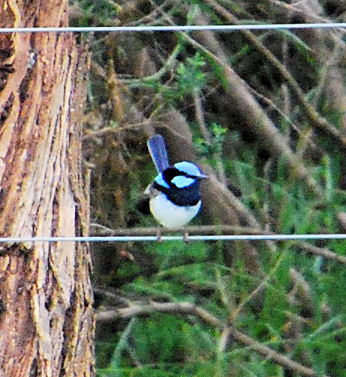 Superb Blue Wren