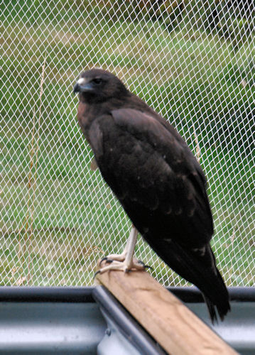 juvenile Swamp Harrier