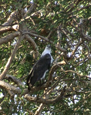 Sea Eagle