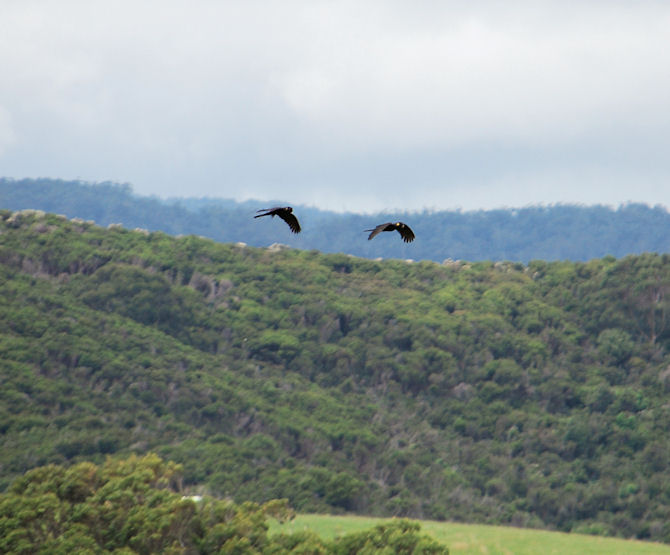 Yellow-Tailed Cockatoos flying