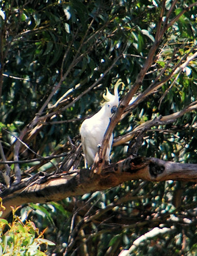 Sulphur-crested Cockatoo