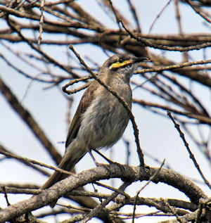 Yellow-faced Honeyeater