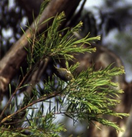 Silvereye