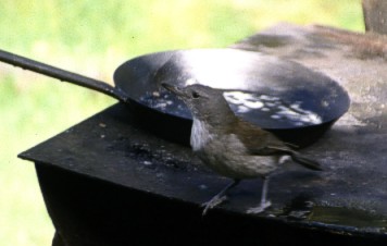 Grey Shrike-thrush