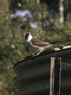 Grey Shrike-thrush