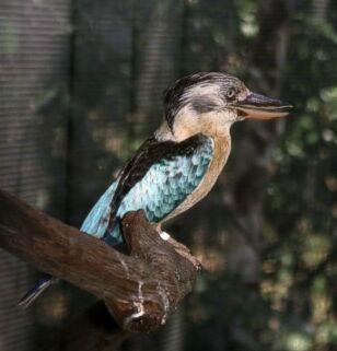 Blue-winged-kookaburra in Territory Wildlife Park