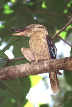 Blue-winged-kookaburra in the wild