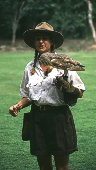 Barn Owl waiting for the mouse