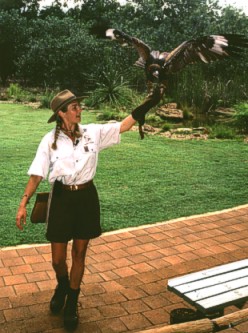 Spotted Harrier showing it's wings