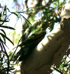 red-winged parrot