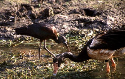 Glossy Ibis and Magpie goose
