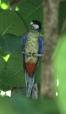 Curious Northern Rosella