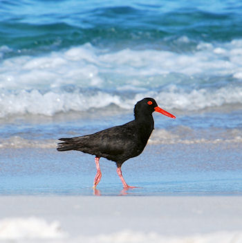 Sooty Oystercatcher