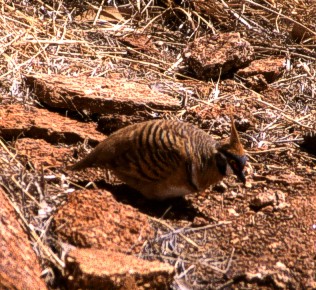Spinifex dove near Devil's Marbles