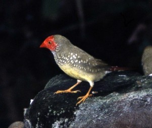 Star Finch in Territory Wildlife Park