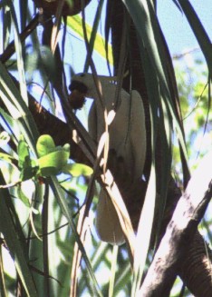 Cockatoo eating Pandanus