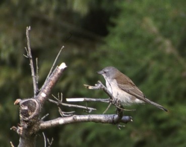 Grey Shrike-thrush