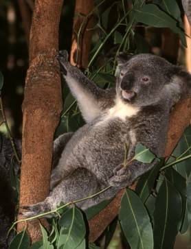 Koala