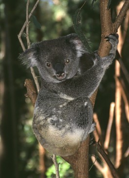 Koala