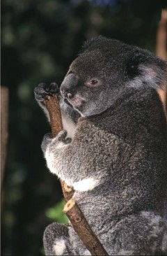 Koala