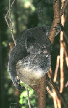 Koala