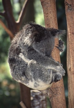 Koala doing it's favoured job