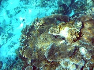 rich life of smaller corals