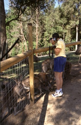 Joyce flirting with kangaroos